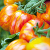 Tomato Grafted Plant - Striped Stuffer