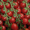 Tomato Grafted Plants - Favourita