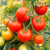 Tomato Grafted Plants - Nimbus