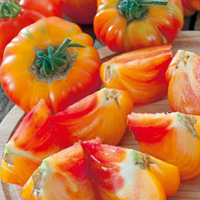 Tomato Grafted Plants - Pineapple (Ananas)
