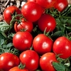 Tomato Grafted Plants - Premio