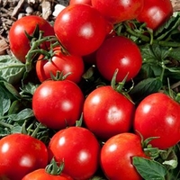 Tomato Grafted Plants - Premio