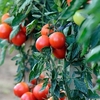 Tomato Grafted Plants - Premio
