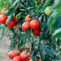 Tomato Grafted Plants - Premio