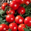 Tomato Grafted Plants - Premio