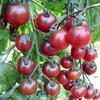 Tomato Grafted Plants - Rosella