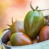 Tomato Grafted Plants - Shimmer