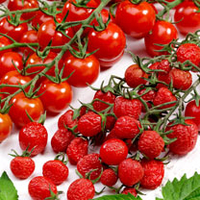 Tomato Grafted Plants - Sugar Plum Raisin + Twool Garden Twine