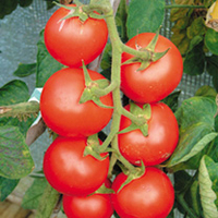 Tomato Grafted Quads Maxima (1) P10 Mid June (3)