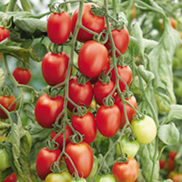 Tomato Grafted Quads Minerva (1) P10 Mid June (3)