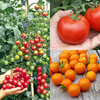 Tomato Grow Bag Crate Kit Collection