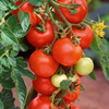 Tomato (Organic) Seeds - Alicante