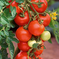 Tomato (Organic) Seeds - Alicante