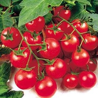 Tomato (Organic) Seeds - Gardener