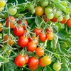 Tomato (Organic) Seeds - Koralik F1