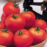 Tomato (Organic) Seeds - Moneymaker
