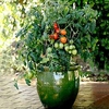 Tomato Patio Veg Plant - Little Pompeii