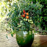 Tomato Patio Veg Plant - Little Pompeii