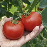 Tomato Plant - Alicante