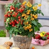 Tomato Plant - Sweet and Sturdy