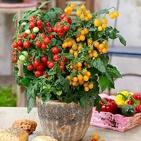 Tomato Plant - Sweet and Sturdy