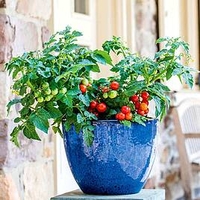 Tomato Plant - Veranda Red