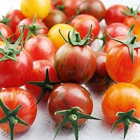 Tomato Plants - Artisanandtrade; Bumble Bee Mix