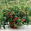 Tomato Plants - Baby Boomer