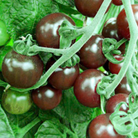 Tomato Plants - Black Opal