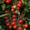 Tomato Plants - Candyland Red