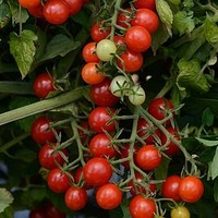 Tomato Plants - Candyland Red