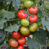 Tomato Plants - Crimson Crush