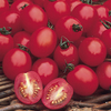 Tomato Plants - F1 Apero