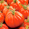 Tomato Plants - F1 Corazon