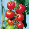 Tomato Plants - F1 Fantasio