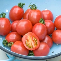 Tomato Plants - F1 Flamingo