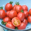 Tomato Plants - F1 Flamingo