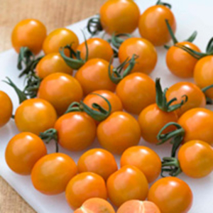 Tomato Plants - F1 Orange Paruche