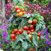 Tomato Plants - F1 Summerlast