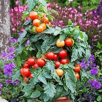 Tomato Plants - F1 Summerlast