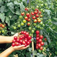 Tomato Plants - F1 Sweet Million
