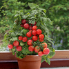 Tomato Plants - F1 Sweet 