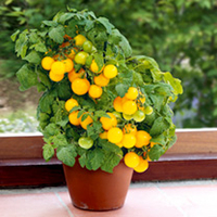 Tomato Plants - F1 Sweet 