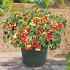 Tomato Plants - F1 Tumbler