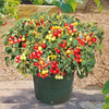 Tomato Plants - F1 Tumbler