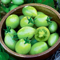 Tomato Plants - Green Envy