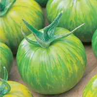 Tomato Plants - Green Zebra