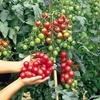 Tomato Plants - Grow Bag Collection