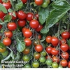 Tomato Plants - Grow Bag Collection