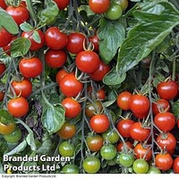Tomato Plants - Grow Bag Collection